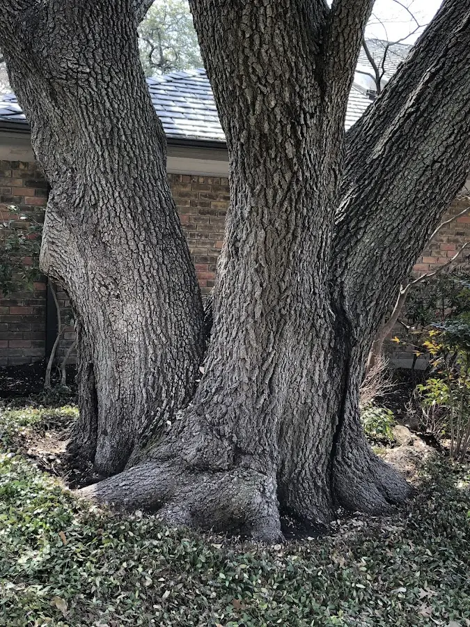Mature heritage tree close to a Brookfield property cared for by certified arborists
